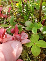 Exobasidium vaccinii-uliginosi