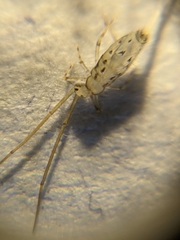 Salininae
