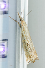 Crambus gausapalis
