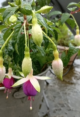 Fuchsia × hybrida