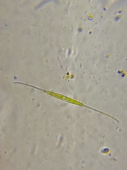 Closterium rostratum