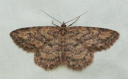 iNaturalist observation photo of Butterflies and Moths