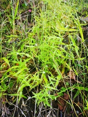 Stellaria fenzlii