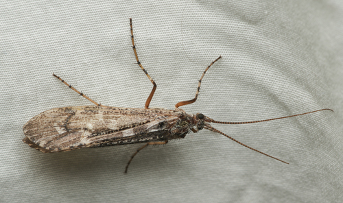 iNaturalist observation photo of Lenarchus