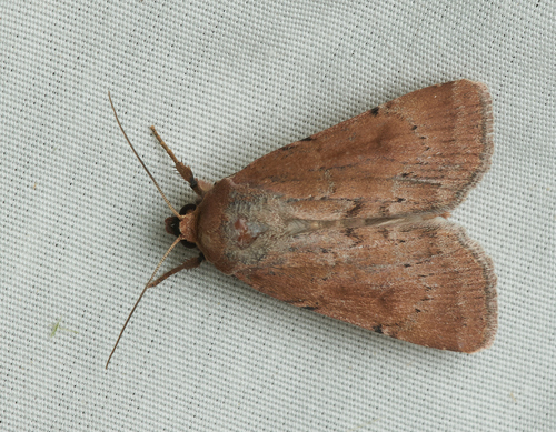 iNaturalist observation photo of Homorthodes
