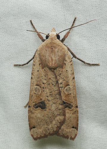 iNaturalist observation photo of Large Yellow Underwing