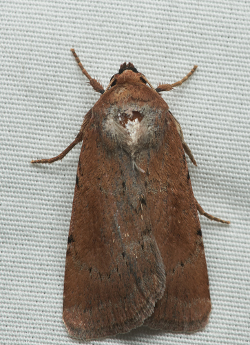 iNaturalist observation photo of Cutworms and Dart Moths