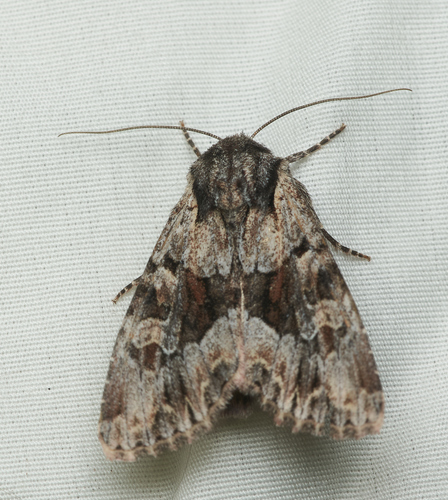 iNaturalist observation photo of Cutworms and Dart Moths
