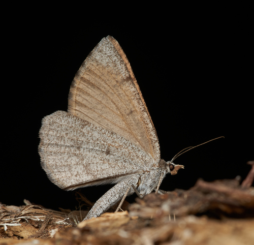 iNaturalist observation photo of Geometer Moths