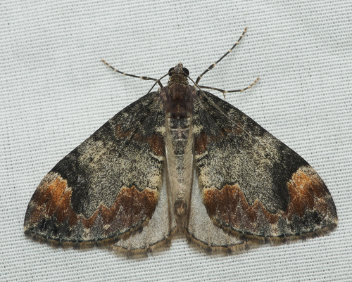 iNaturalist observation photo of Dysstroma