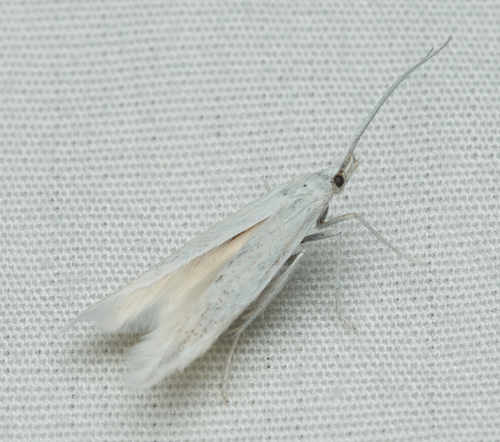 iNaturalist observation photo of Butterflies and Moths
