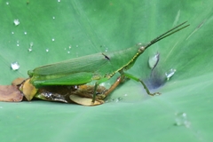 Tagasta marginella