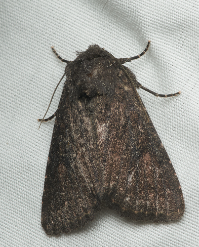 iNaturalist observation photo of Cutworms and Dart Moths