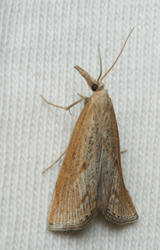 iNaturalist observation photo of Grass-Veneers