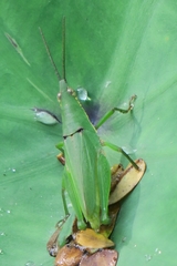 Tagasta marginella