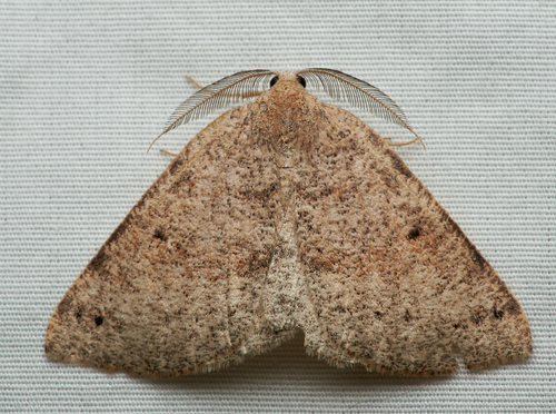 iNaturalist observation photo of Drepanulatrix hulstii