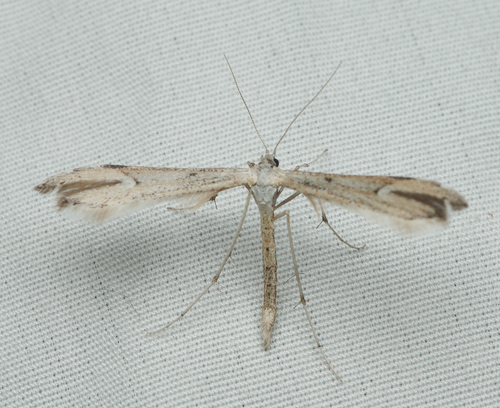 iNaturalist observation photo of Pterophorinae