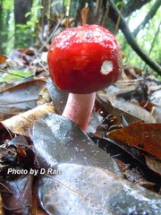 Russula alutacea