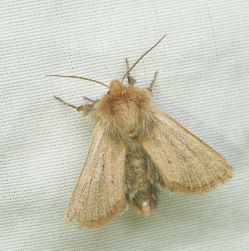 iNaturalist observation photo of Wainscot Moths