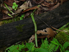 Selenicereus spinulosus