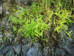 Stellaria fenzlii