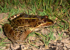 Leptodactylus luctator