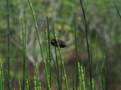 Serrognathus titanus