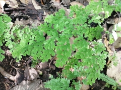 Adiantum andicola