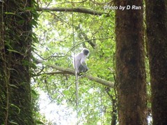 Trachypithecus crepusculus