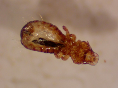 Anatoecus
