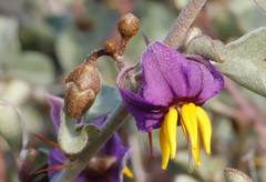 Solanum nummularium