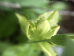 Castilleja septentrionalis