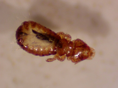 Anatoecus
