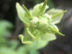 Castilleja septentrionalis