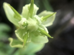 Castilleja septentrionalis