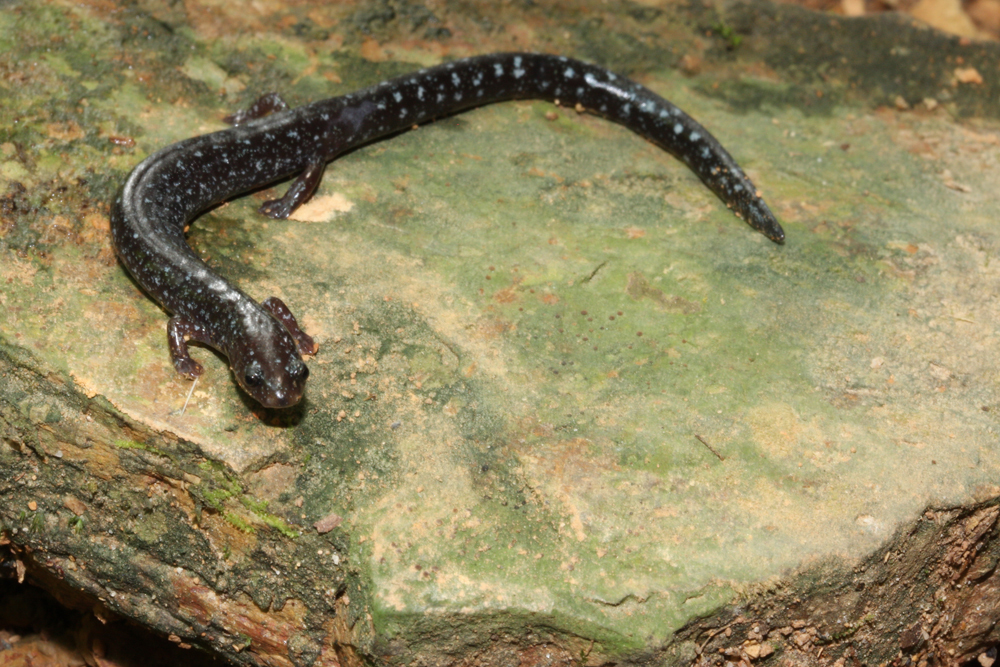 Central American Worm Salamander
