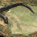 Central American Worm Salamander - Photo (c) 2011 Sean Michael Rovito, some rights reserved (CC BY-NC-SA)