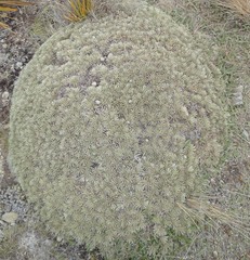 Celmisia sessiliflora