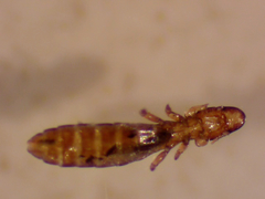 Carduiceps