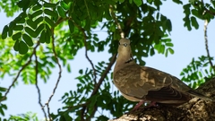 Streptopelia decaocto