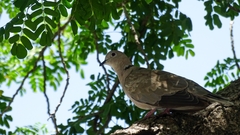 Streptopelia decaocto