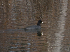 Fulica americana