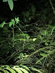 Trioceros deremensis