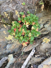 Heuchera merriamii