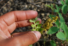 Botrychium alaskense