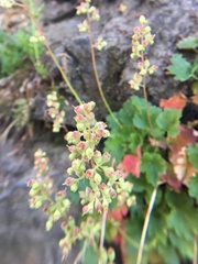 Heuchera merriamii