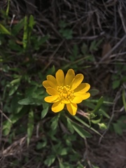 Ranunculus macranthus