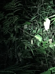 Trioceros deremensis