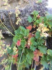 Heuchera merriamii
