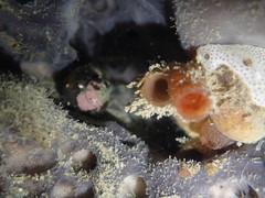 Cnemidocarpa nisiotis